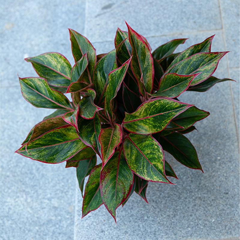 Wannian Red Potted Plant Indoor Formaldehyde Absorbing Green Plant Geely Red Small Potted Landscape