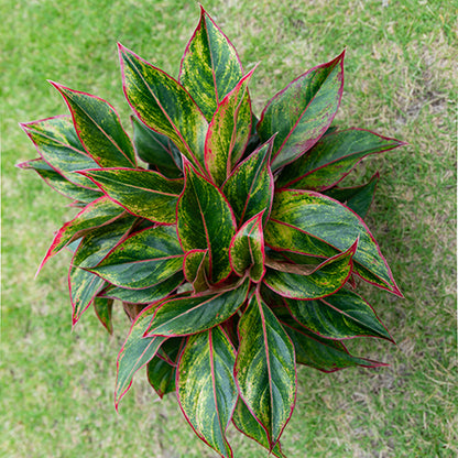 Wannian Red Potted Plant Indoor Formaldehyde Absorbing Green Plant Geely Red Small Potted Landscape