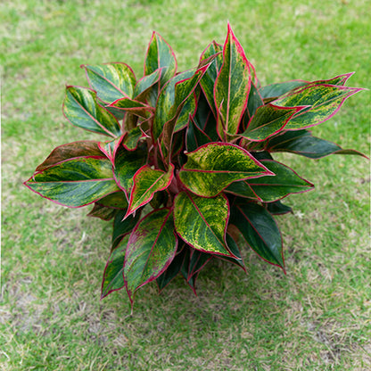 Wannian Red Potted Plant Indoor Formaldehyde Absorbing Green Plant Geely Red Small Potted Landscape
