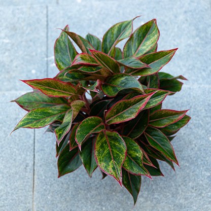 Wannian Red Potted Plant Indoor Formaldehyde Absorbing Green Plant Geely Red Small Potted Landscape