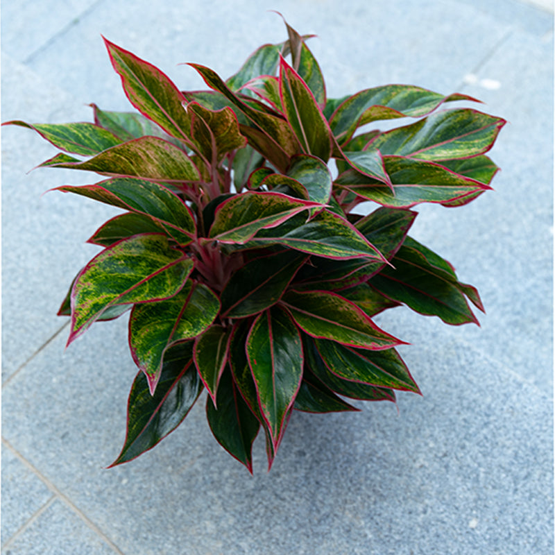 Wannian Red Potted Plant Indoor Formaldehyde Absorbing Green Plant Geely Red Small Potted Landscape