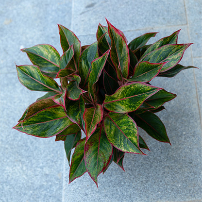 Wannian Red Potted Plant Indoor Formaldehyde Absorbing Green Plant Geely Red Small Potted Landscape